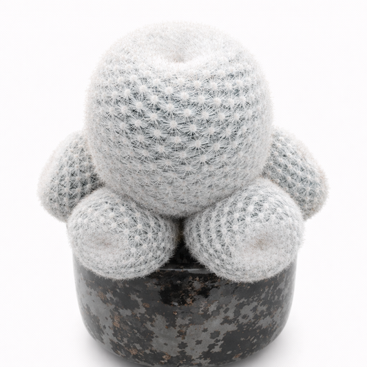 เมมมิลาเรีย แคนดิดา (กวาดัลคาซาร์) เมล็ดพันธุ์