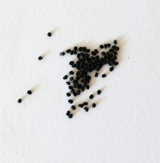 Some small black seeds of Mammillaria carmenae with pink flowers on a white surface