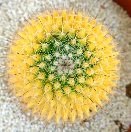 Mammillaria carnea (Coxcatlan) VARIEGATED