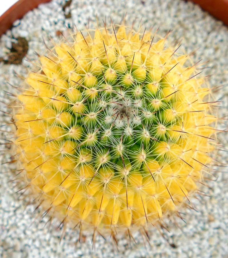 Mammillaria carnea (Coxcatlan) VARIEGATED