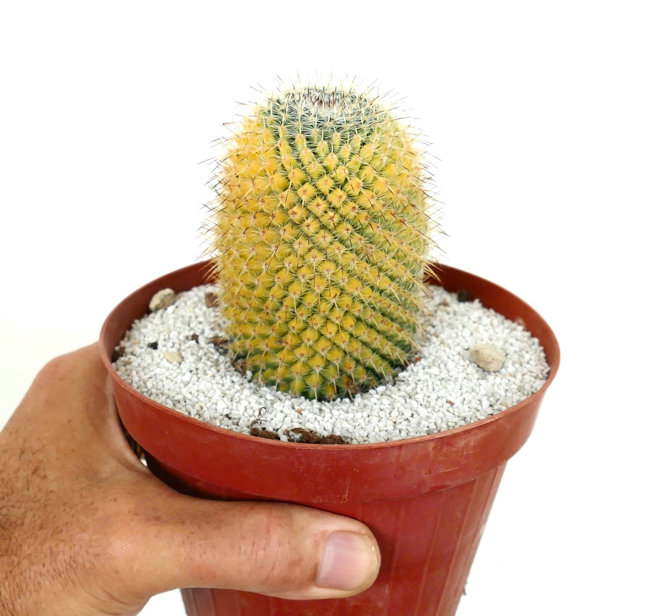 Mammillaria celsiana VARIEGATED