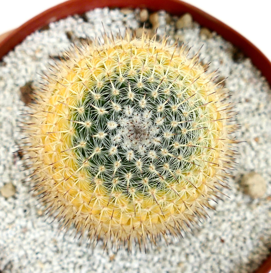 Mammillaria celsiana VARIEGATED