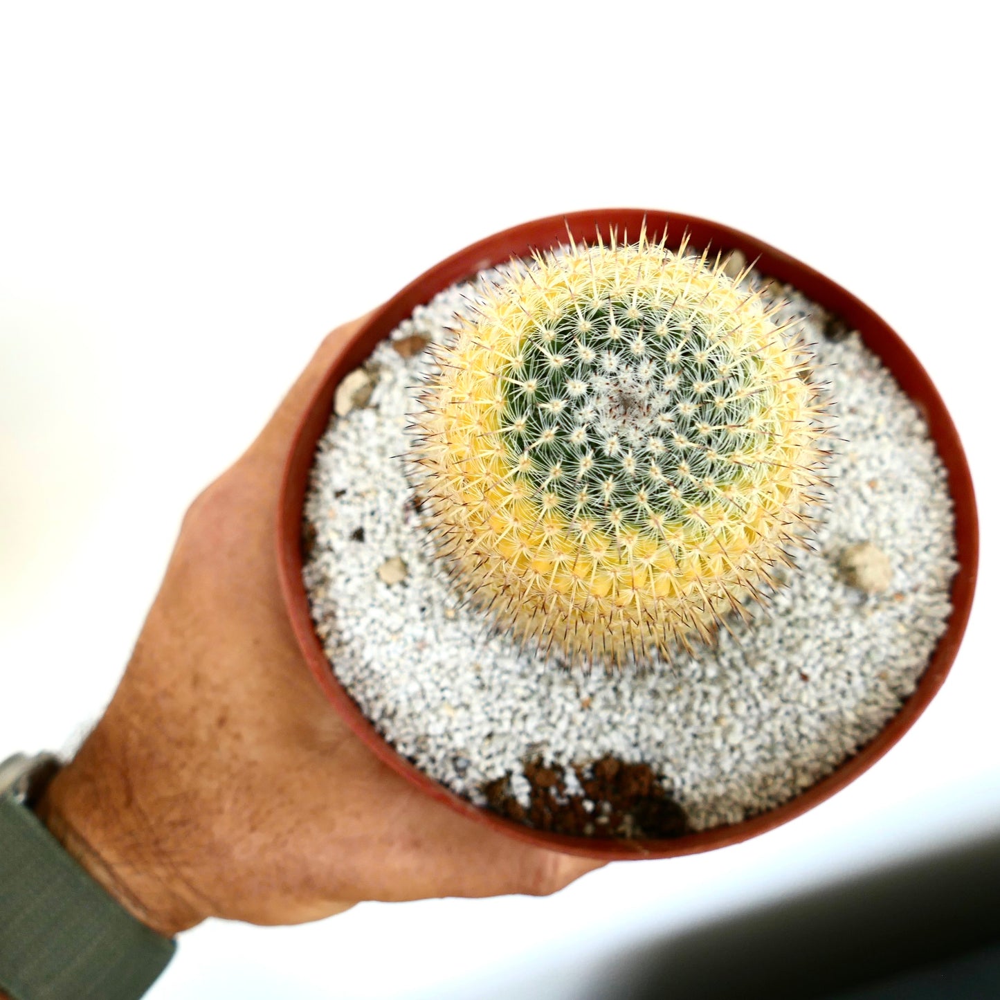 Mammillaria celsiana VARIEGATED