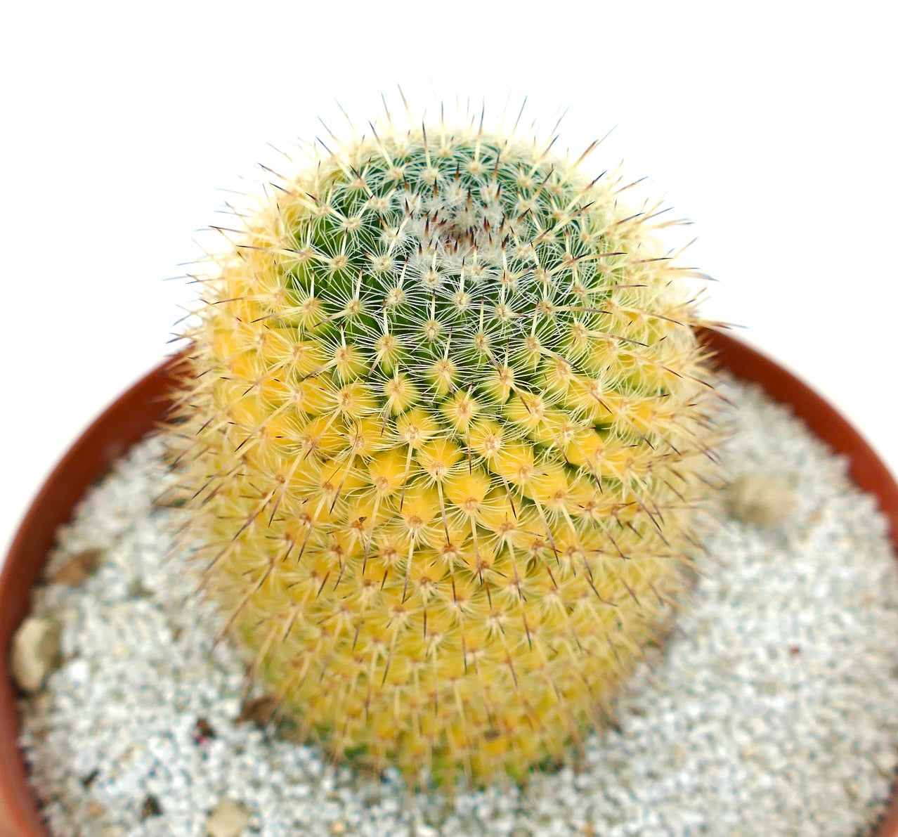 Mammillaria celsiana VARIEGATED