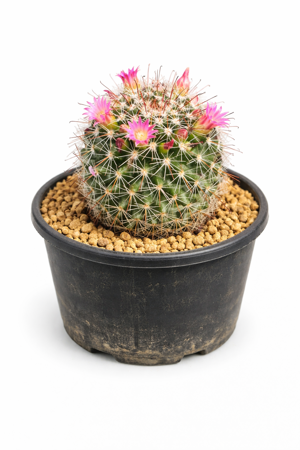 Mammillaria cladivae small round cactus with pink flowers in black pot succulent specimen