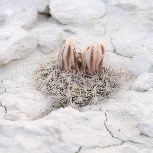 เมมมิลลาเรีย โคอาฮูอิเลนส์ (พอร์ฟิเรีย) เมล็ดพันธุ์