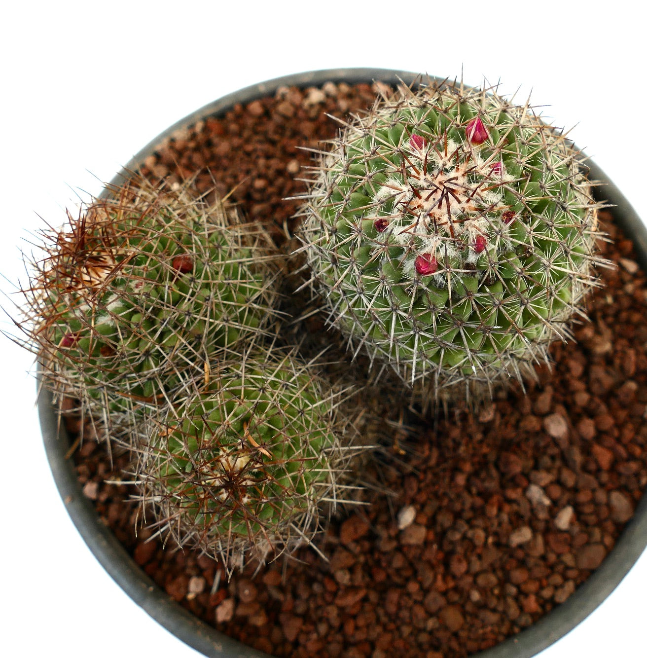 Mammillaria cripiseta (Oaxaca)