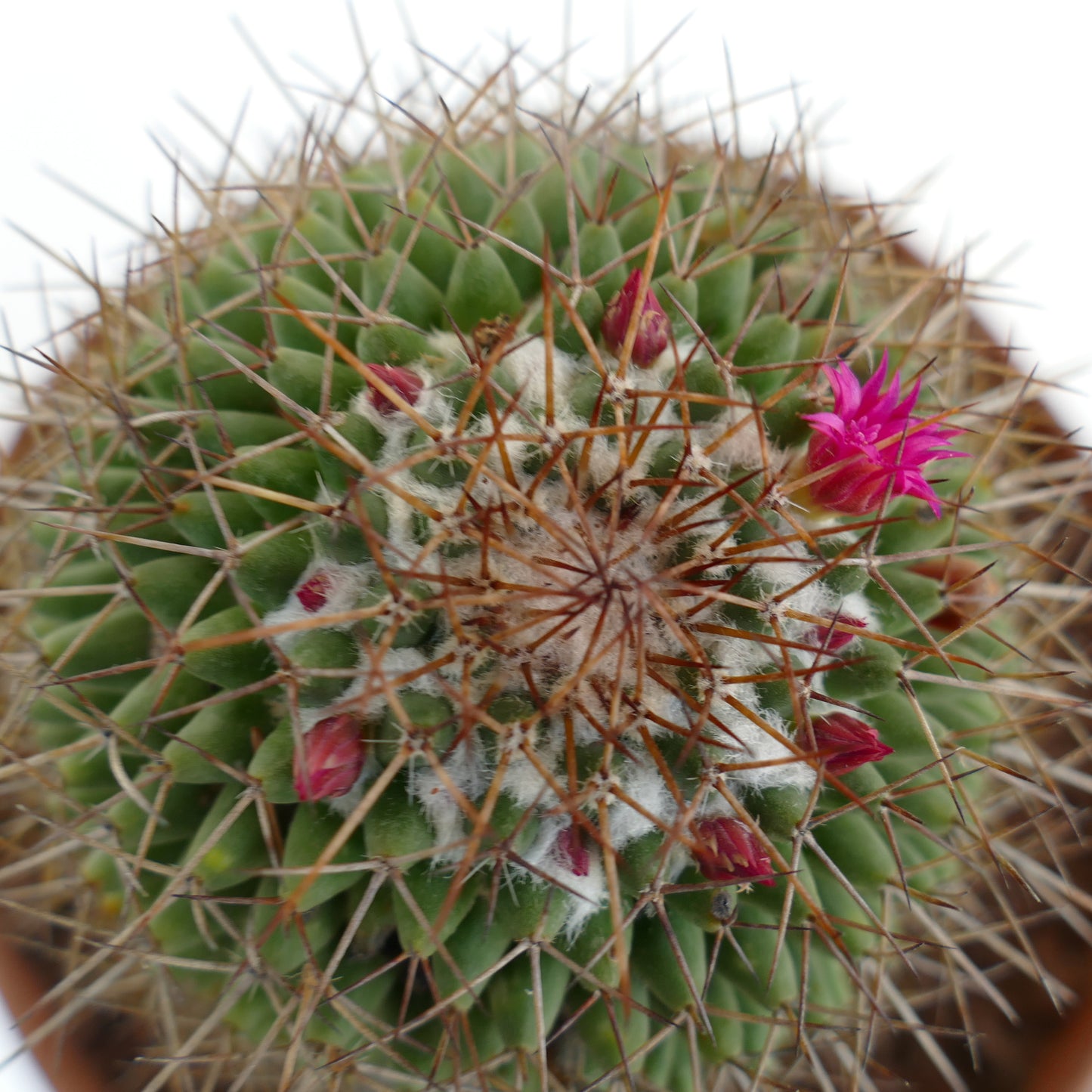 Mammillaria cripiseta (Oaxaca)