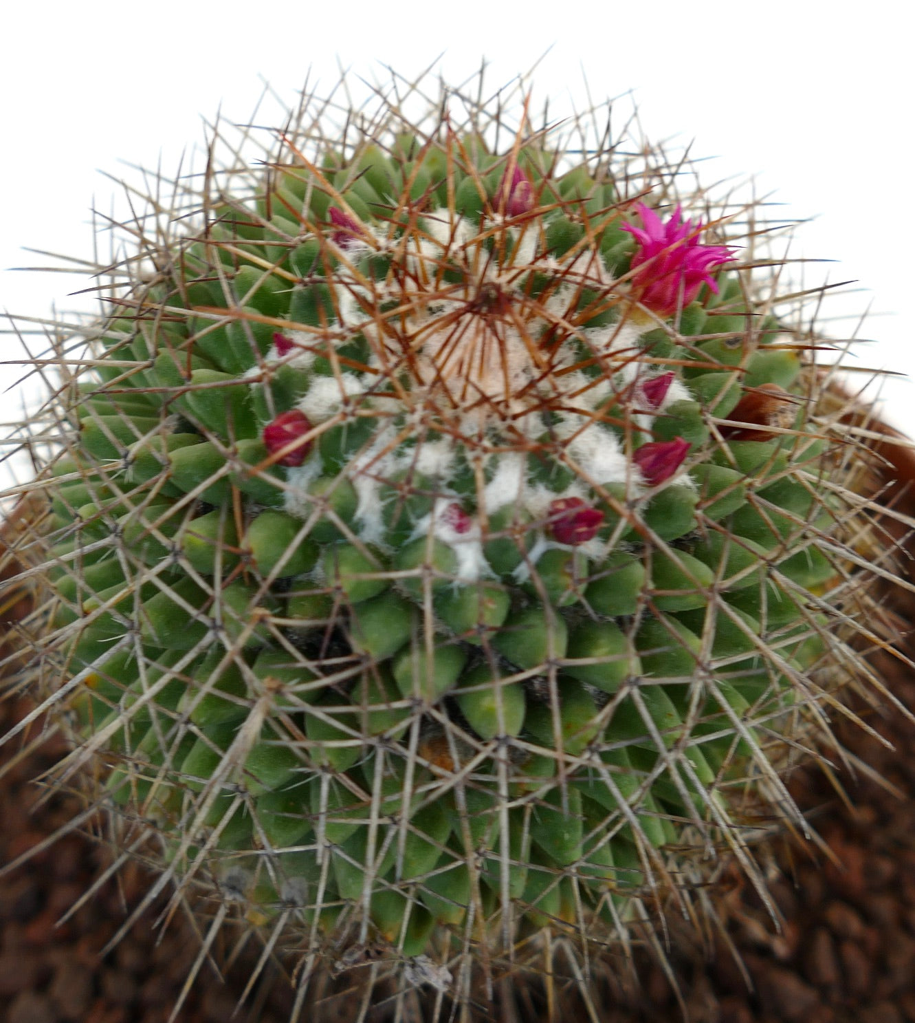 Mammillaria cripiseta (Oaxaca)