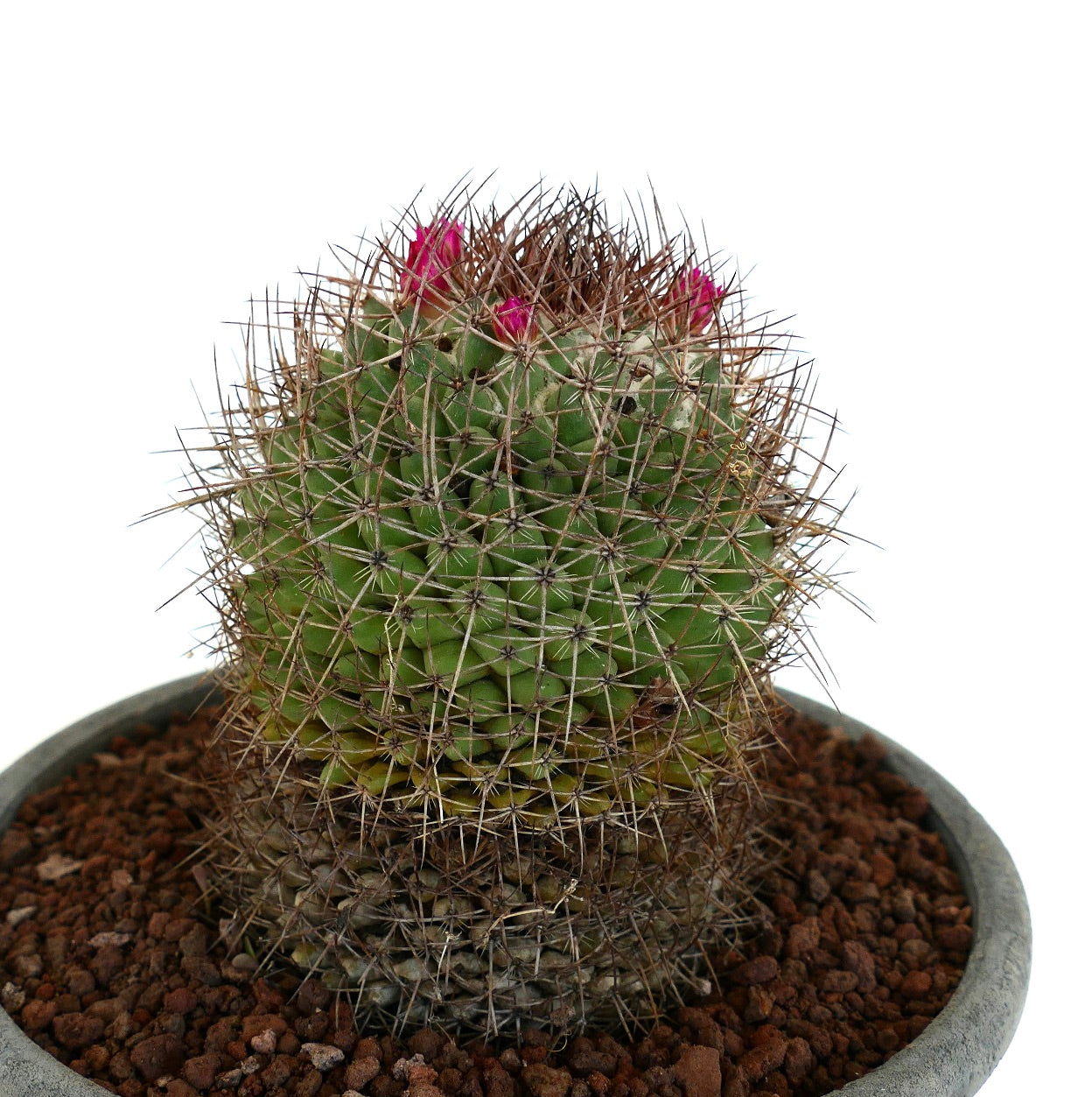 Mammillaria cripiseta (Oaxaca)