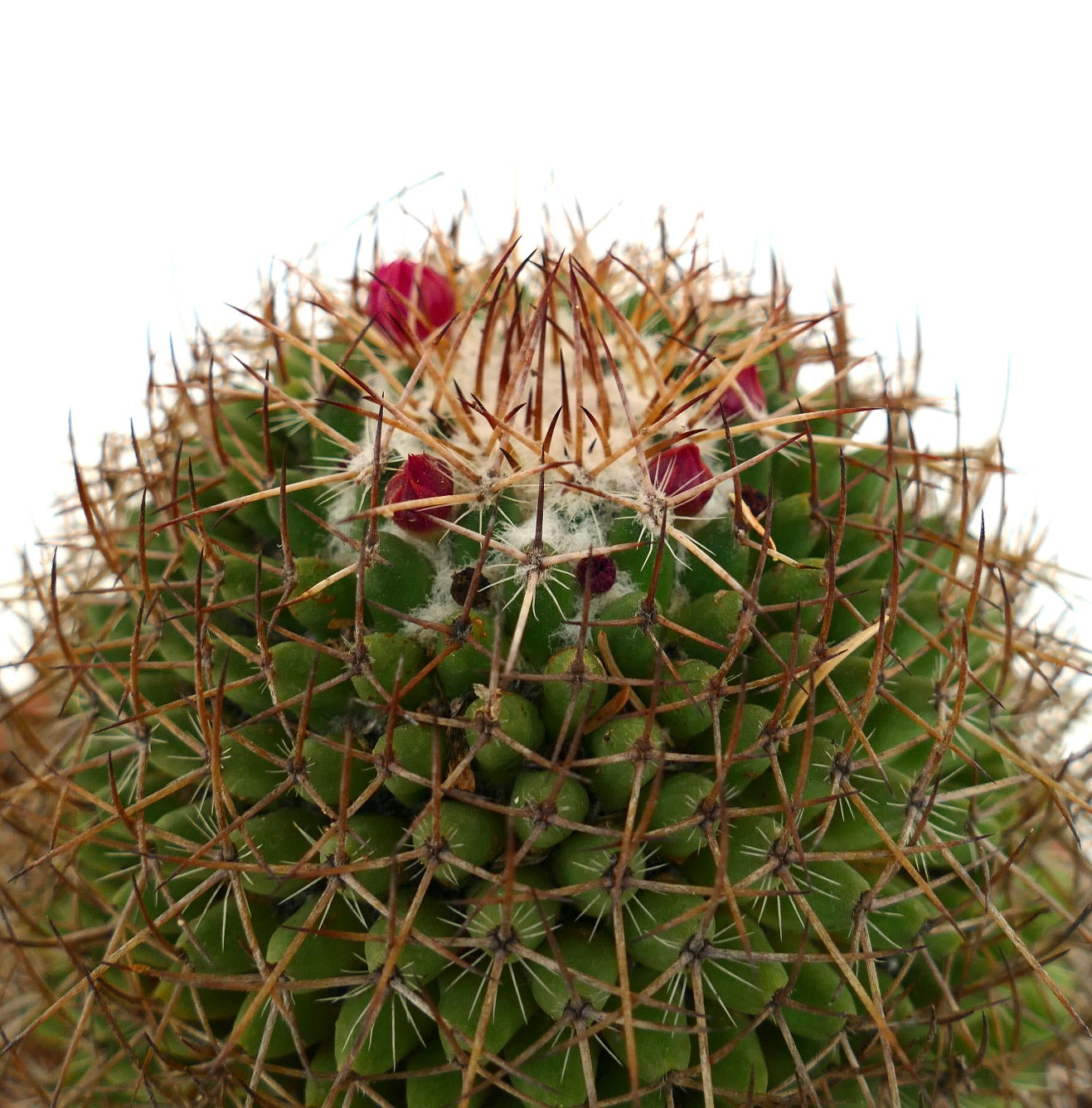 Mammillaria cripiseta (Oaxaca)