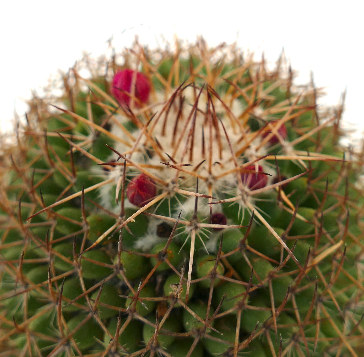 Mammillaria cripiseta (Oaxaca)