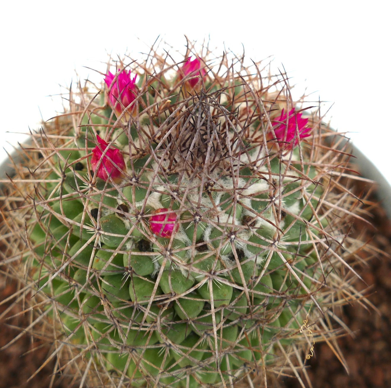 Mammillaria cripiseta (Oaxaca)