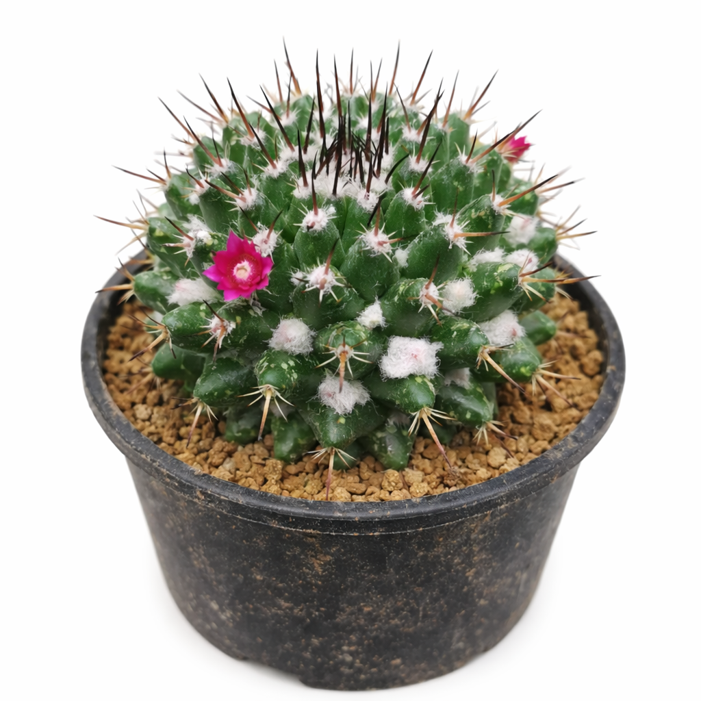 Mammillaria crocidata small green cactus with white woolly areoles and pink flower in pot