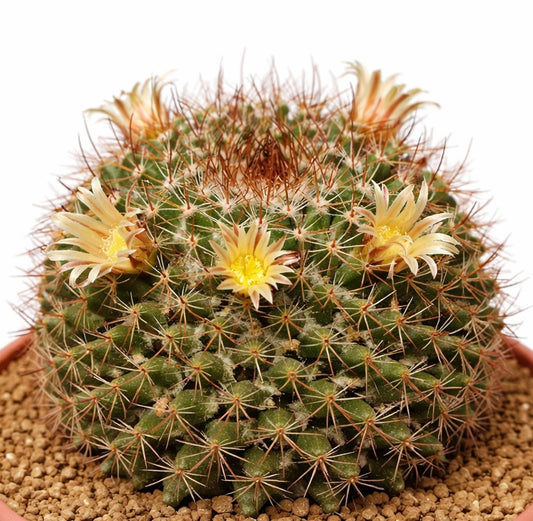 แมมมิลลาเรีย ดอว์สันนี กระบองเพชรสีเขียวมีหนามหนาแน่นและดอกไม้สีเหลืองอ่อนบาน