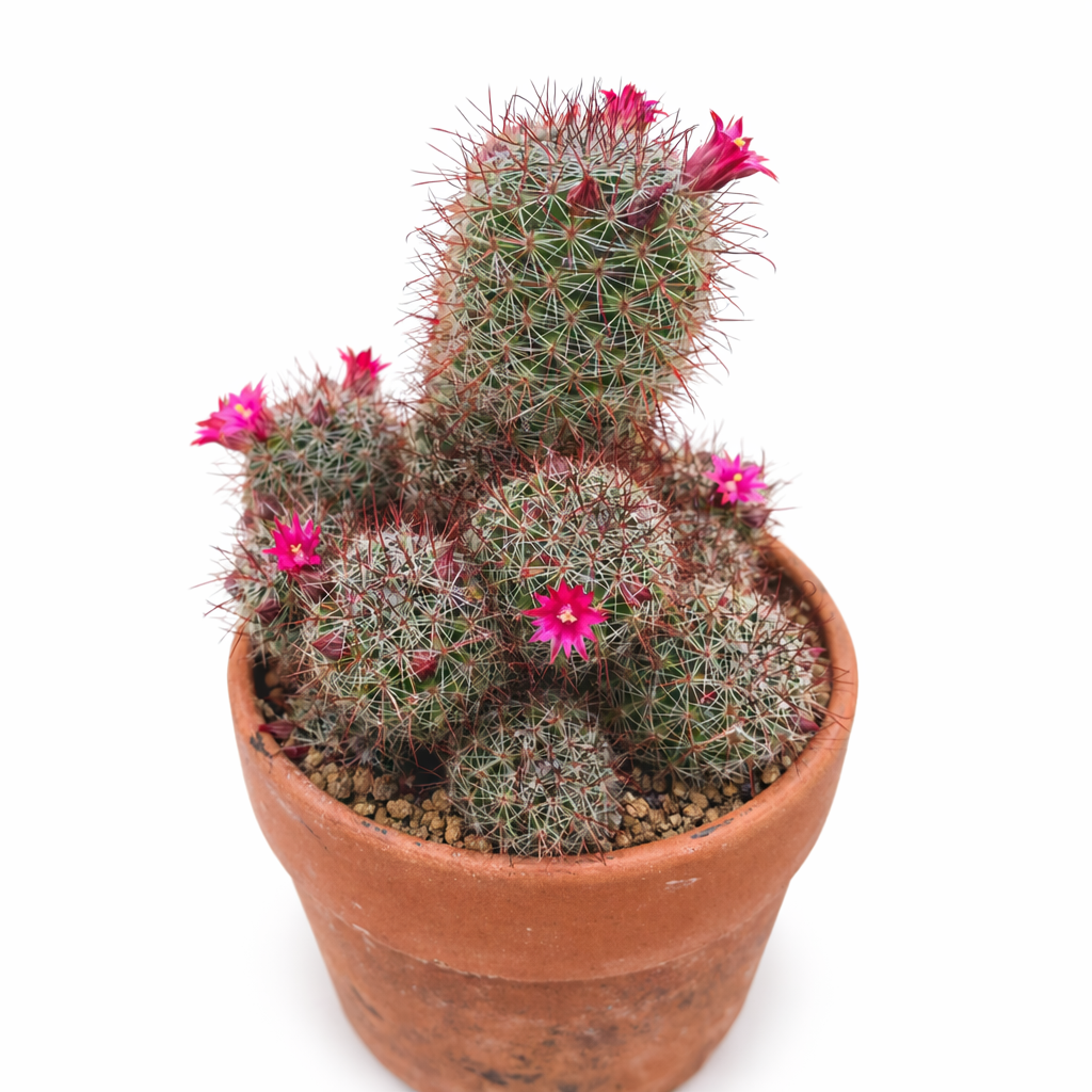 Mammillaria duoformis small clustered cactus with bright pink flowers in terracotta pot