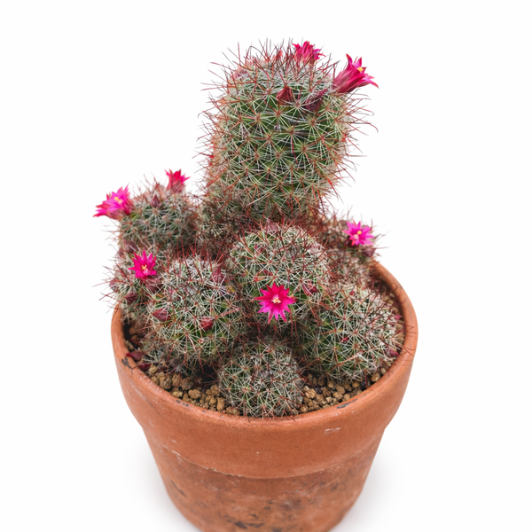 Mammillaria duoformis SEEDS