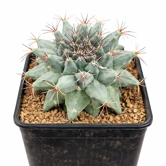 แคคตัสตระกูลแมมมิลาเรีย ดูแรงกิโคลา พืชอวบน้ำที่มีตุ่มสีเขียวหนาและหนามสีแดงยาวในกระถาง