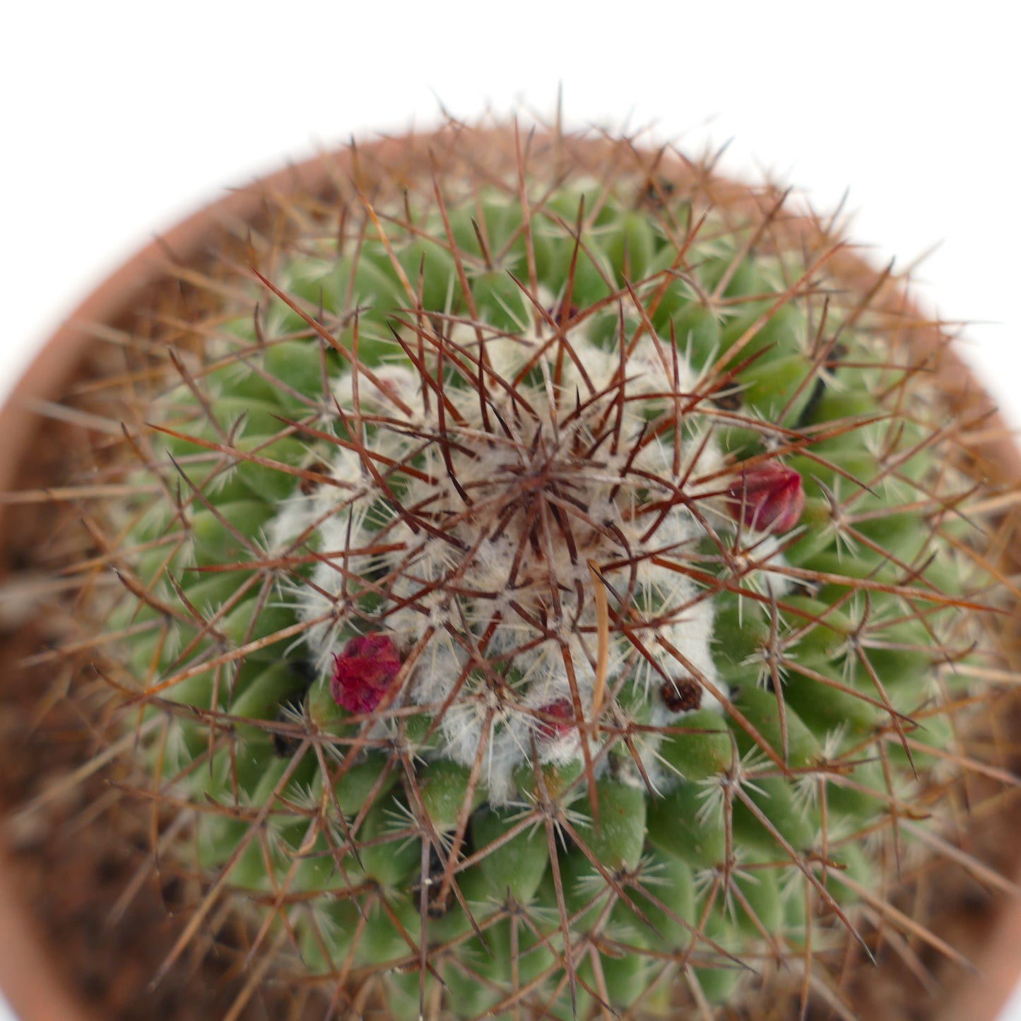 Mammillaria durispina (Sierra Zamoran) EX Reppenhagen