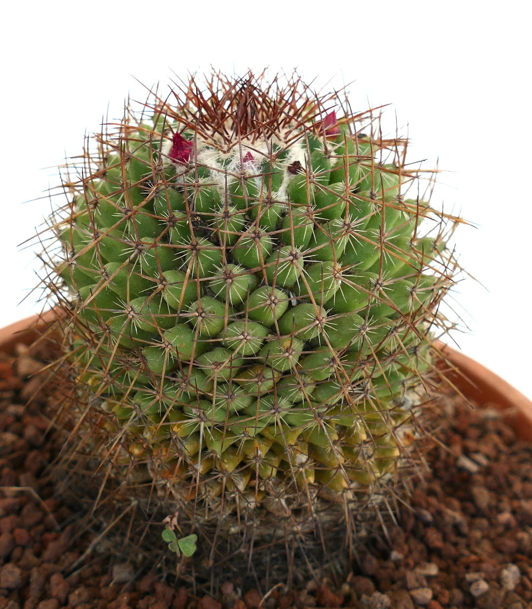 Mammillaria durispina (Sierra Zamoran) EX Reppenhagen