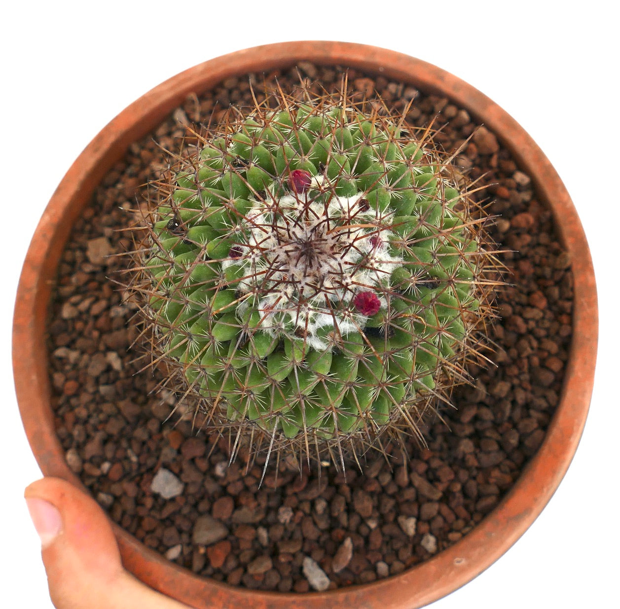 Mammillaria durispina (Sierra Zamoran) EX Reppenhagen