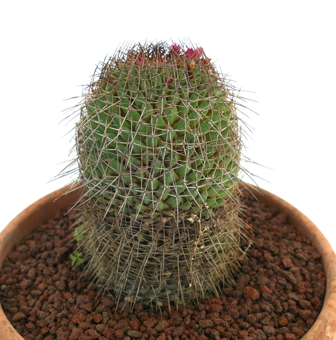 Mammillaria durispina (Sierra Zamoran) EX Reppenhagen