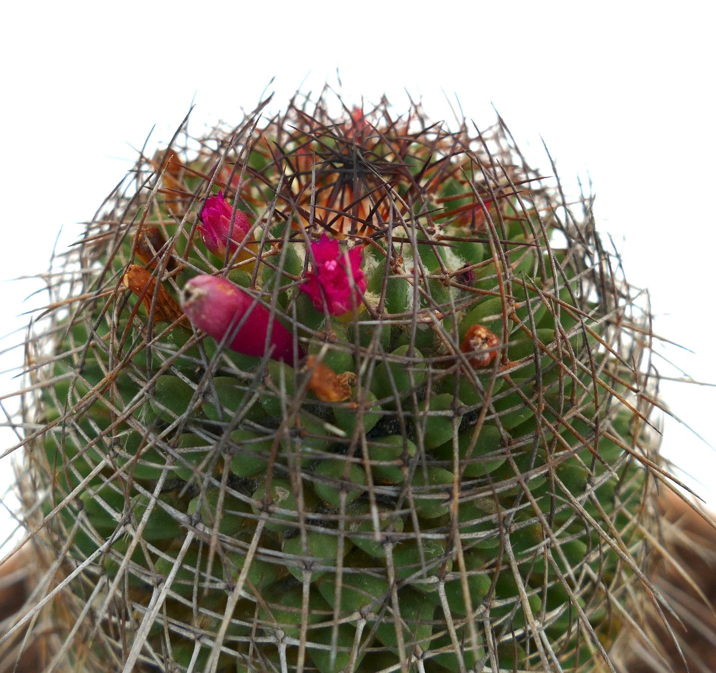 Mammillaria durispina (Sierra Zamoran) EX Reppenhagen