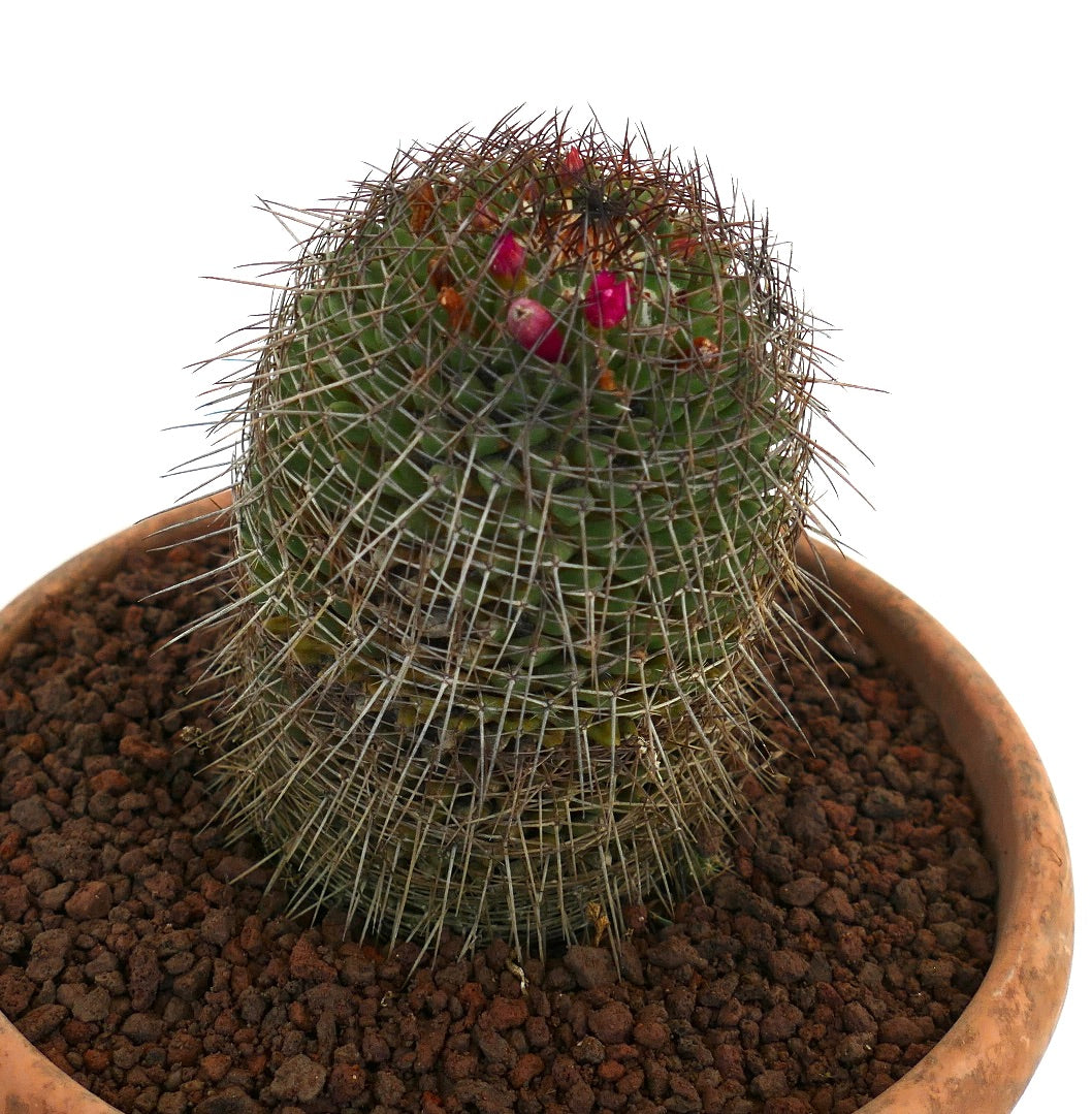 Mammillaria durispina (Sierra Zamoran) EX Reppenhagen