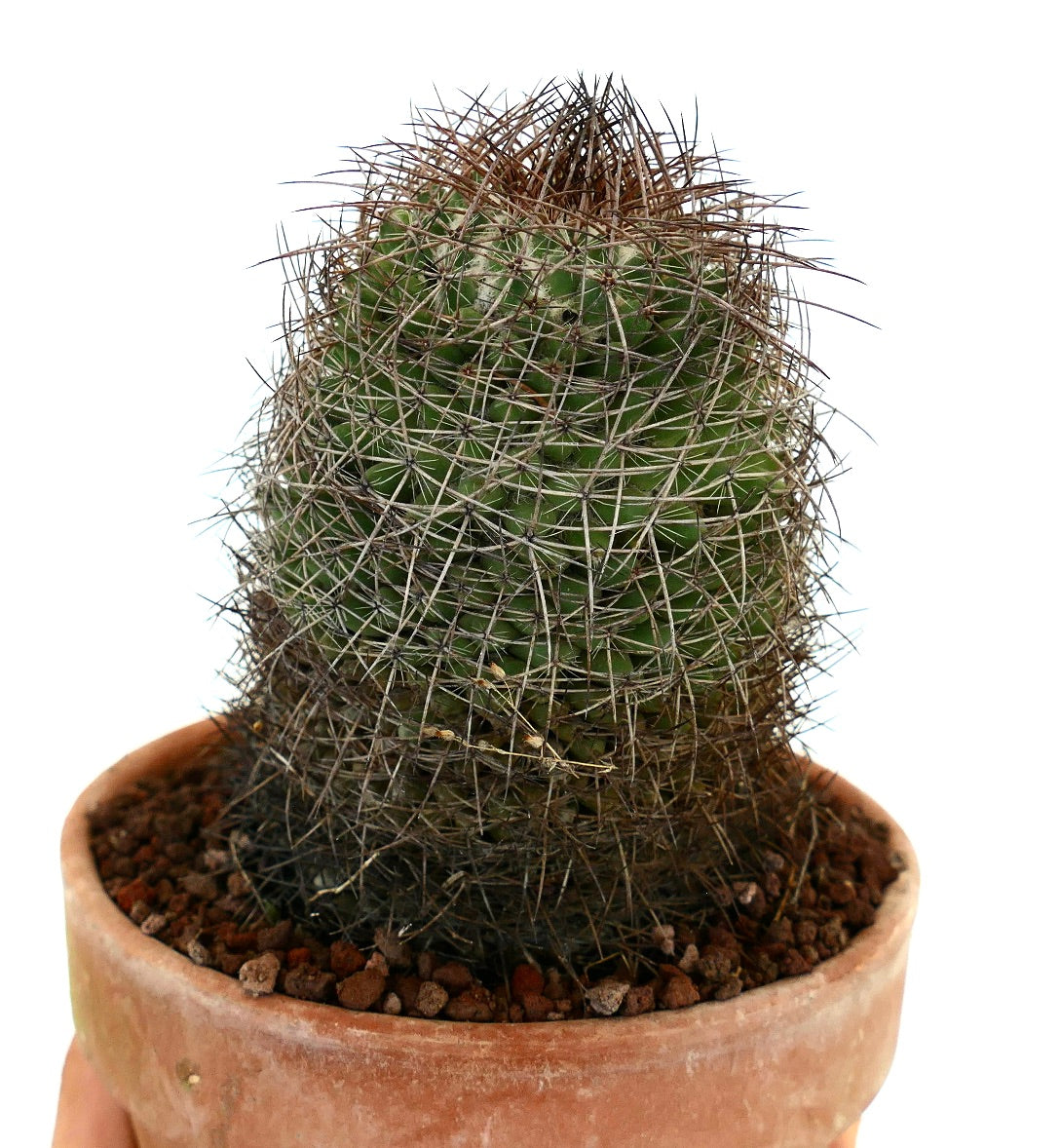 Mammillaria durispina (Sierra Zamoran) EX Reppenhagen