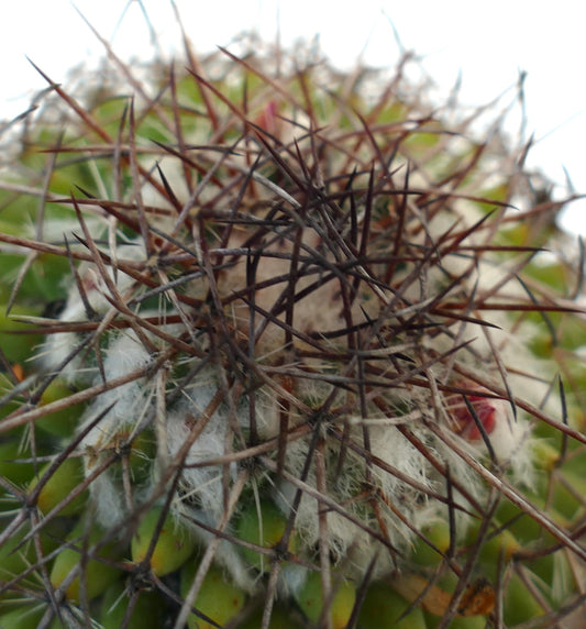 Mammillaria durispina (Sierra Zamoran) EX Reppenhagen