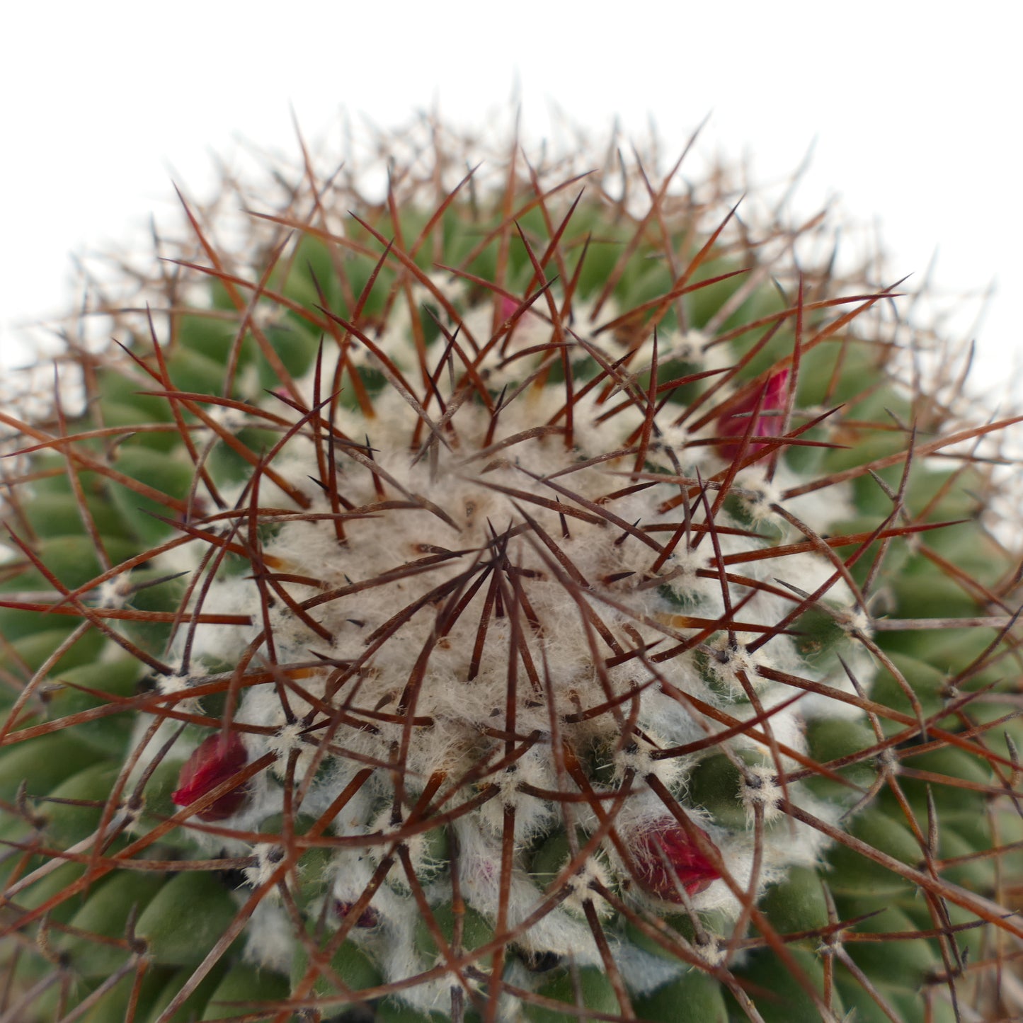 Mammillaria durispina (Sierra Zamoran) EX Reppenhagen