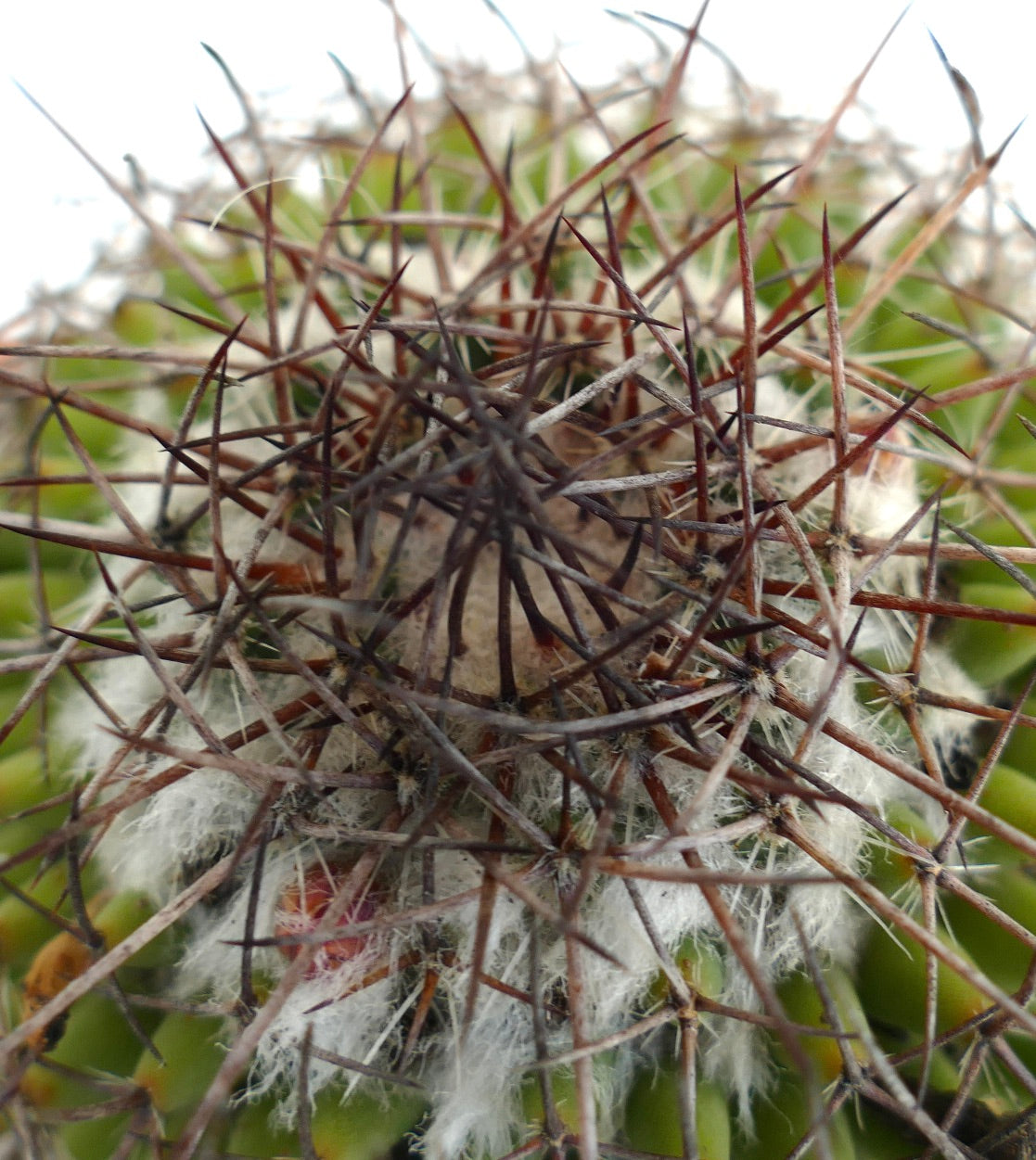 Mammillaria durispina (Sierra Zamoran) EX Reppenhagen