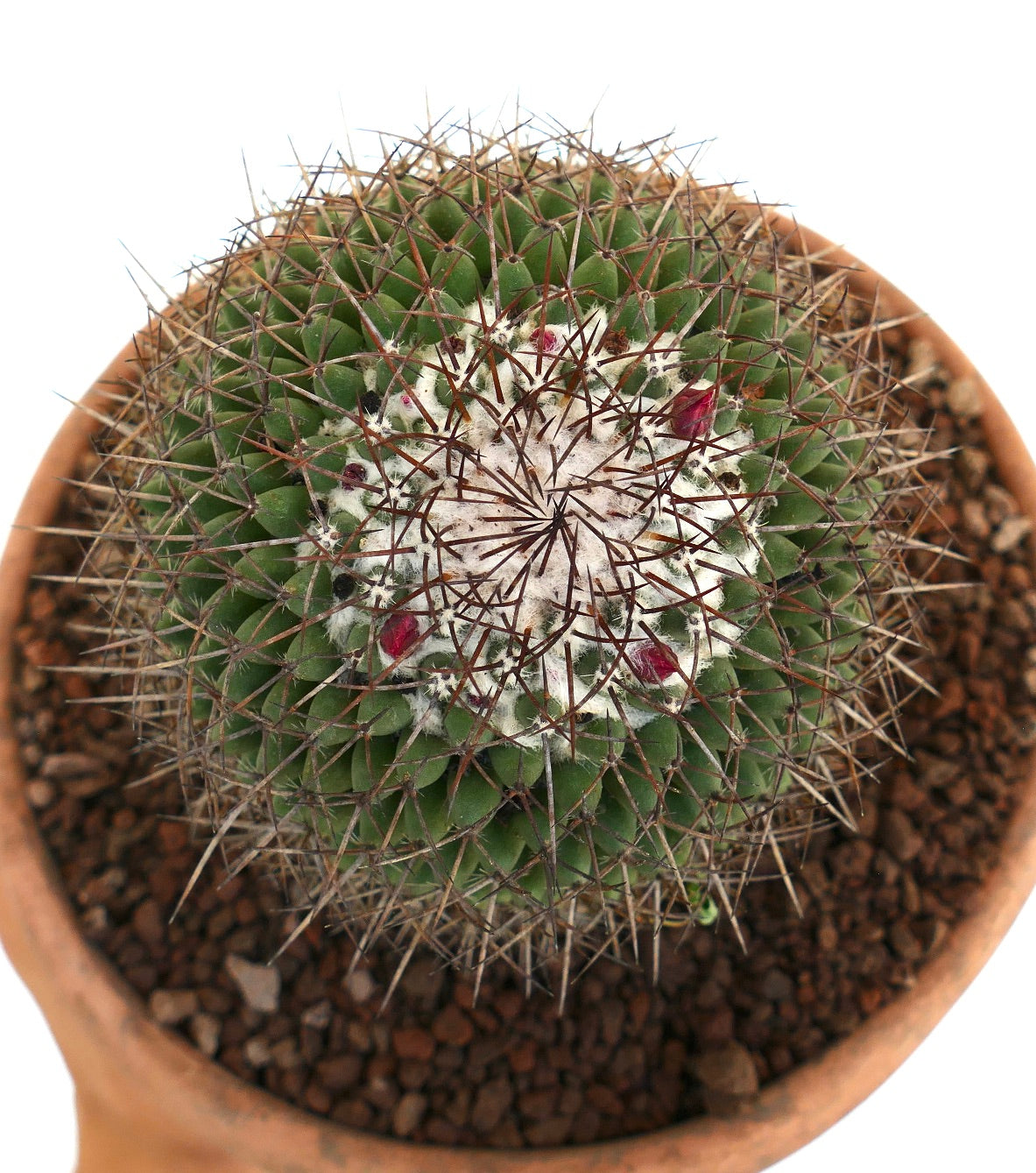 Mammillaria durispina (Sierra Zamoran) EX Reppenhagen