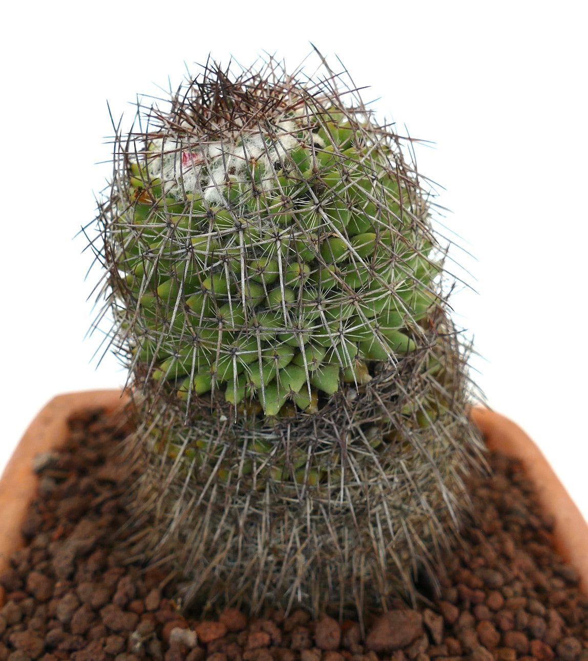 Mammillaria durispina (Sierra Zamoran) EX Reppenhagen