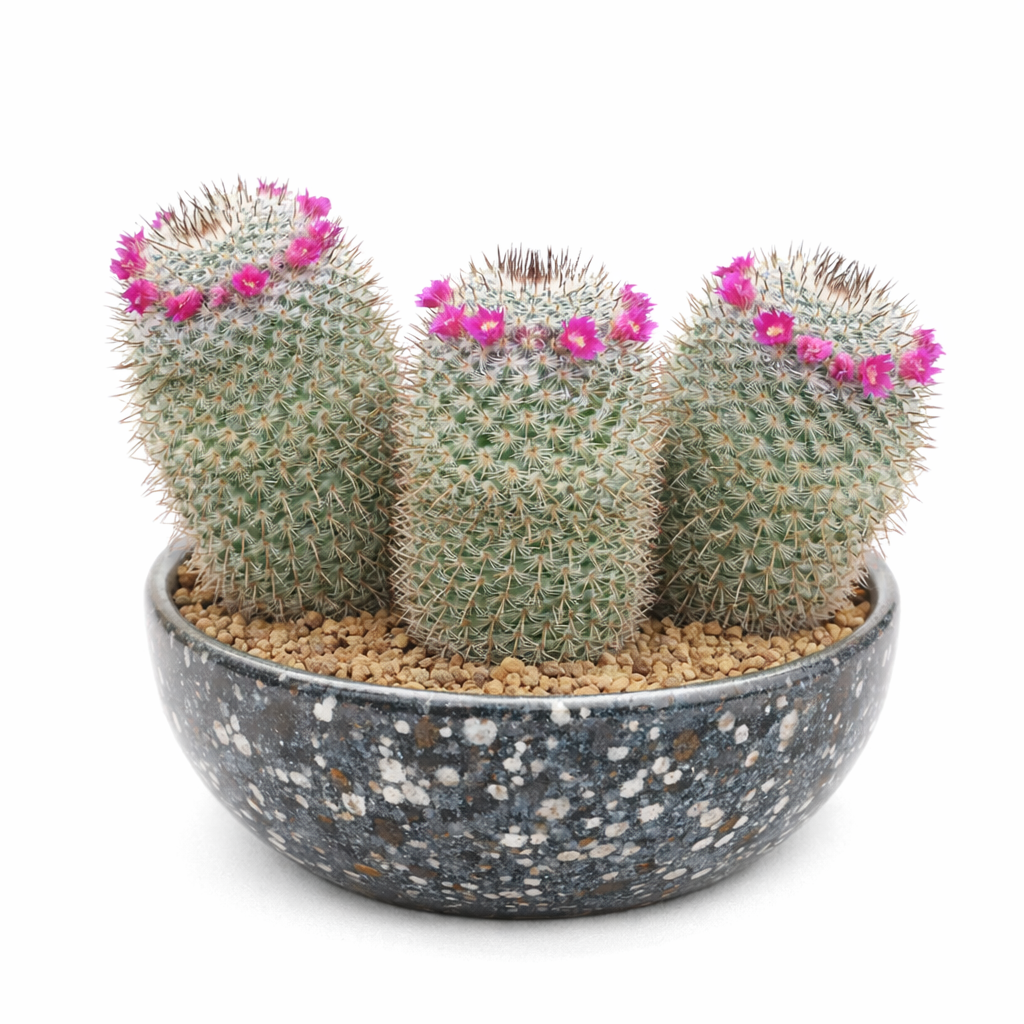 Mammillaria elegans small clustered cactus with pink ring flowers in speckled pot