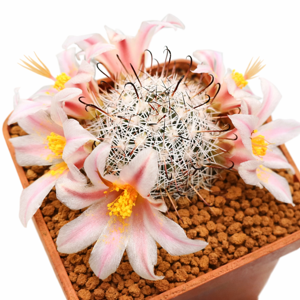 Cactus Mammillaria estebanensis con spine bianche e delicati fiori rosa in vaso di terracotta