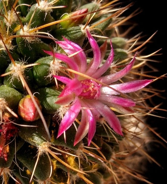 Cactus Mammillaria euthele con fiore rosa a forma di stella e spine dorate appuntite