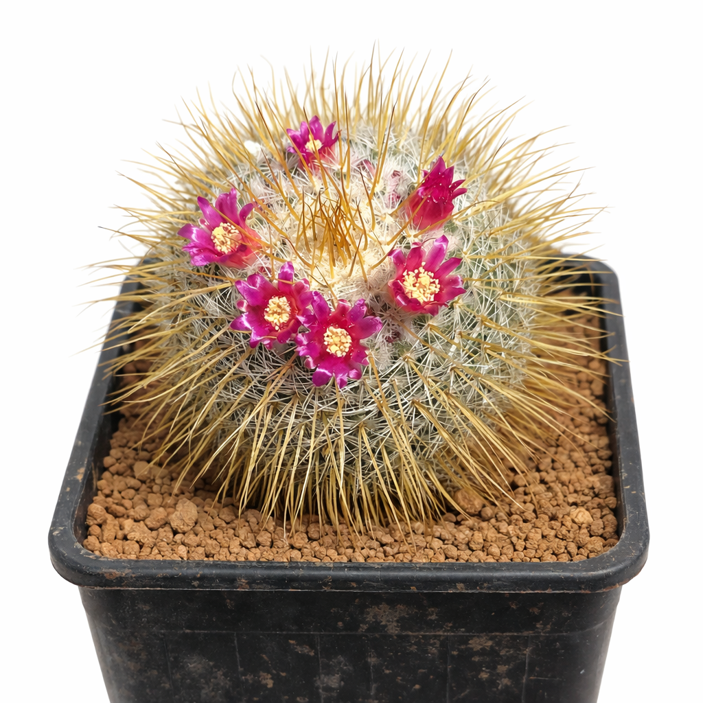 Cactus Mammillaria flavicentra con fitte spine dorate e vivaci fiori rosa in vaso