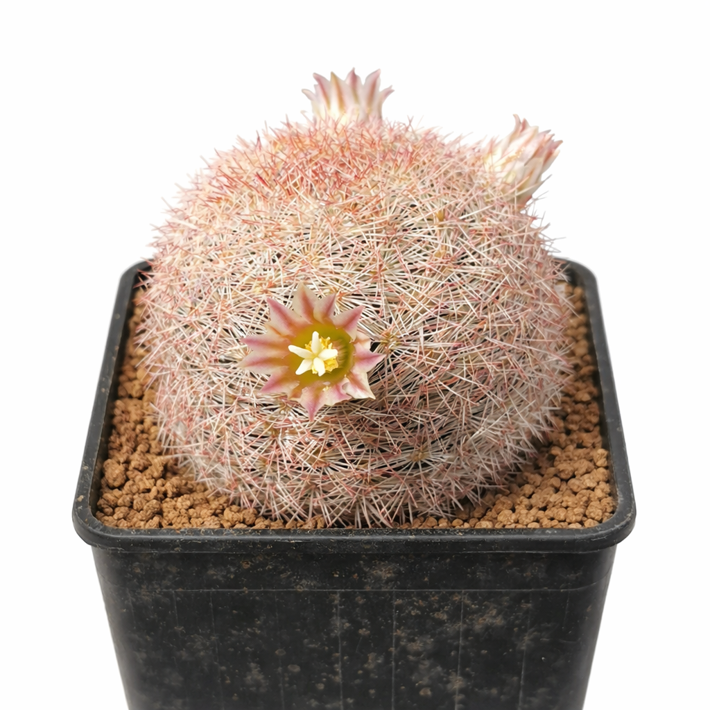 ต้นกระบองเพชรมัมมิลาเรีย แกสเซเรียนา มีหนามสีขาวหนาแน่นและสีชมพู พร้อมดอกไม้สีชมพูอ่อนขนาดเล็กบานสะพรั่ง