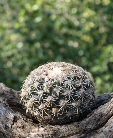 Mammillaria gaumeri piccolo cactus rotondo con spine bianche dense e corpo verde