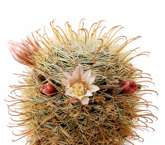 Cacto Mammillaria gilensis com flor creme e espinhos laranja curvos em close-up