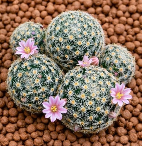 Mammillaria giselae cacto raro com pequenas flores cor-de-rosa e espinhos brancos densos em substrato castanho