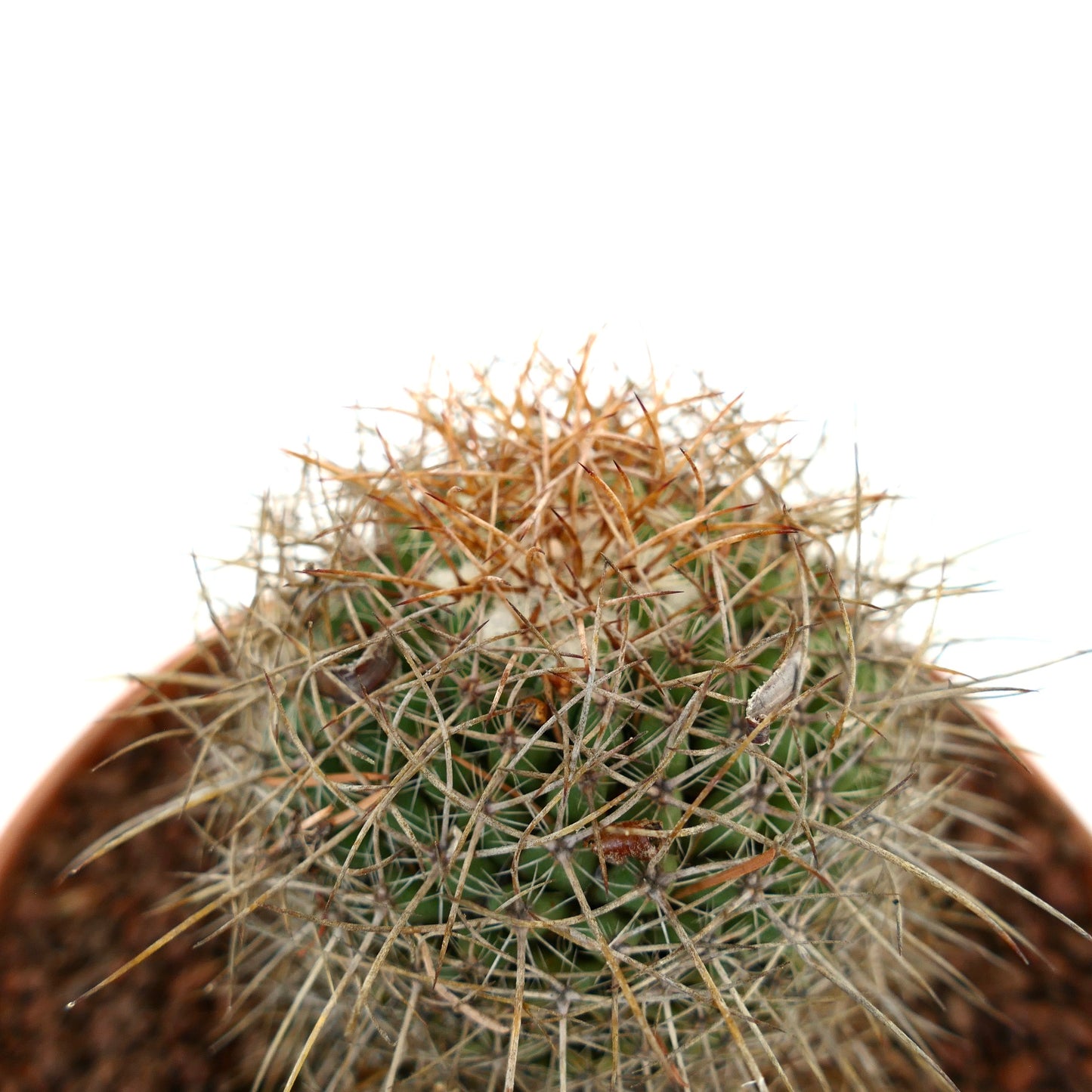 Mammillaria gladiata (north of Mexico City)