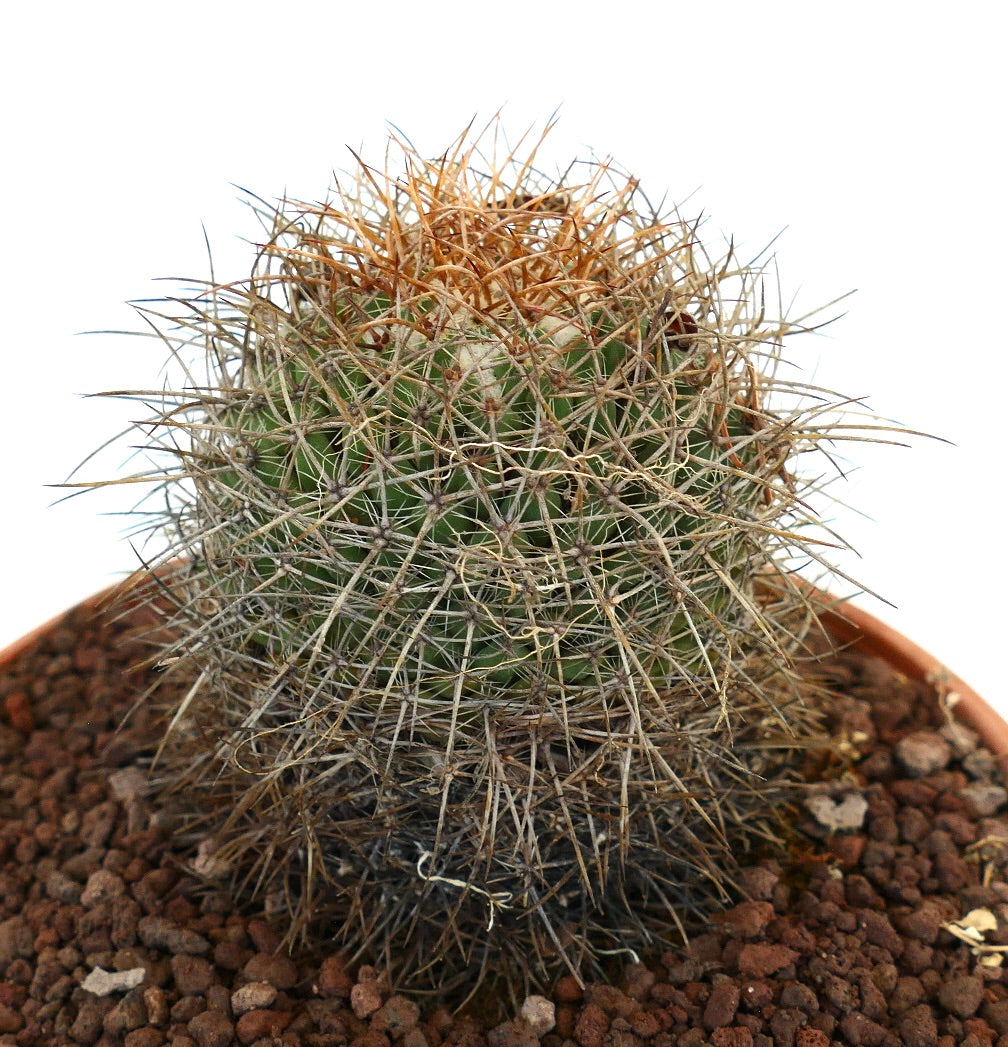 Mammillaria gladiata (north of Mexico City)