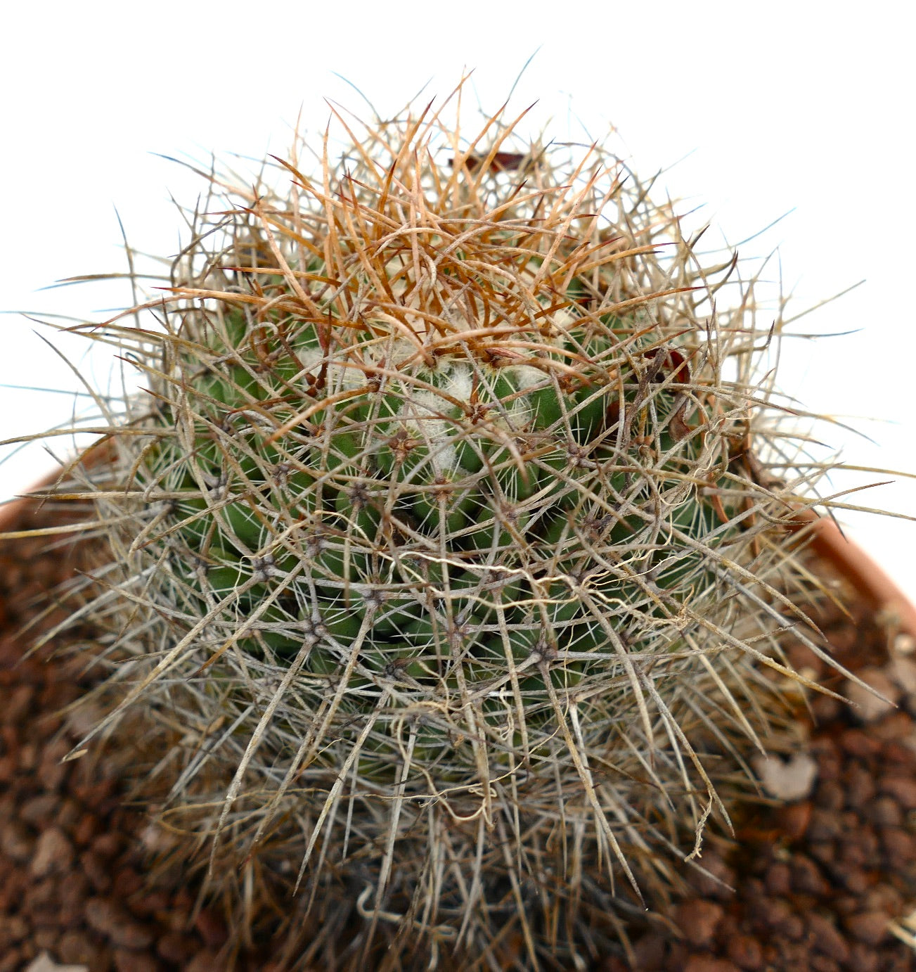 Mammillaria gladiata (north of Mexico City)