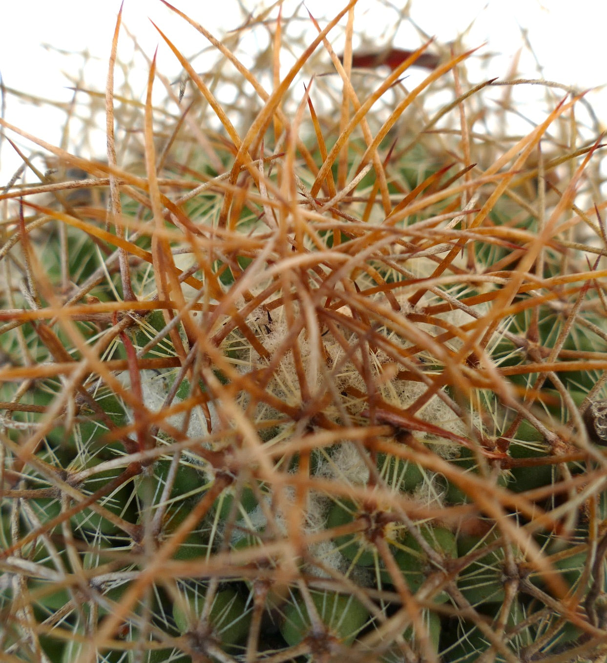 Mammillaria gladiata (north of Mexico City)