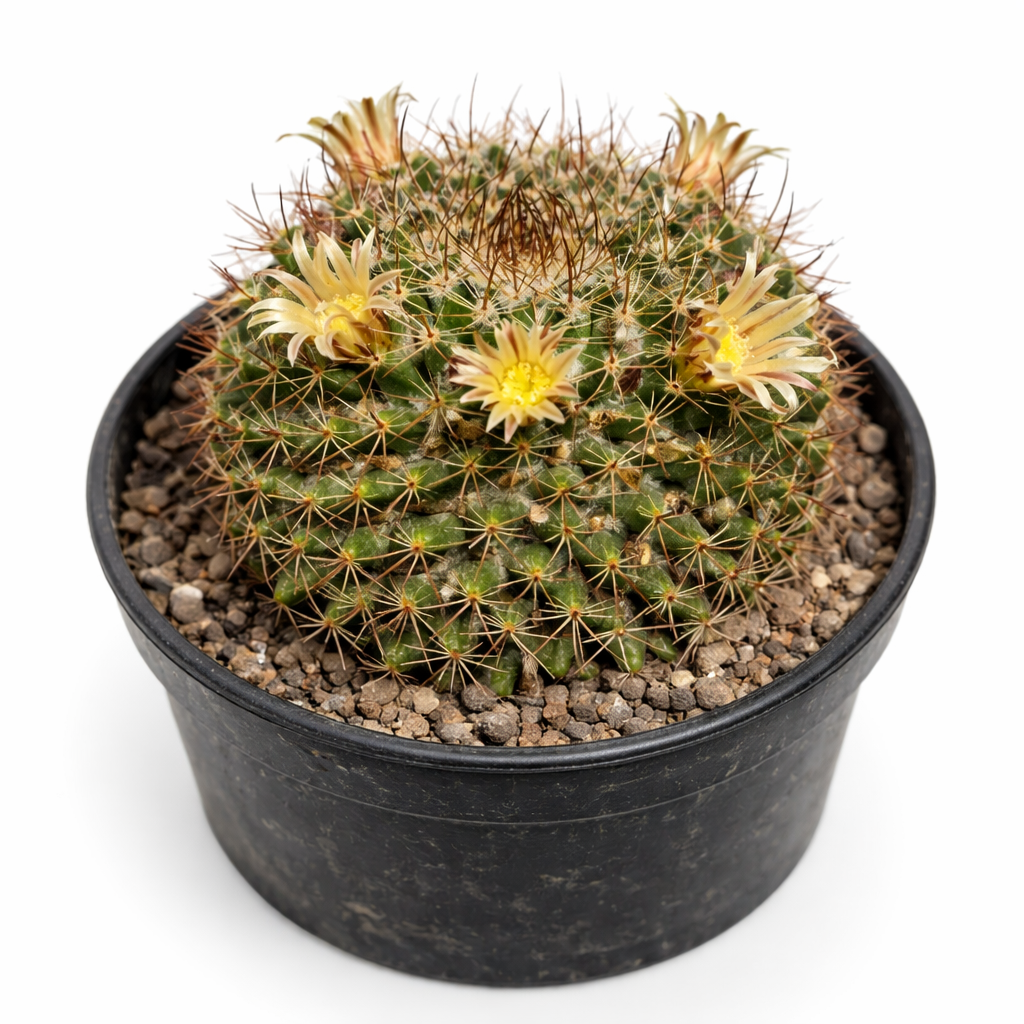 Mammillaria glareosa small round cactus with yellow flowers and brown spines in pot