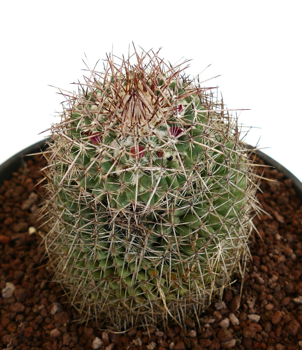 Mammillaria huajuapensis (Oaxaca, Mexico)