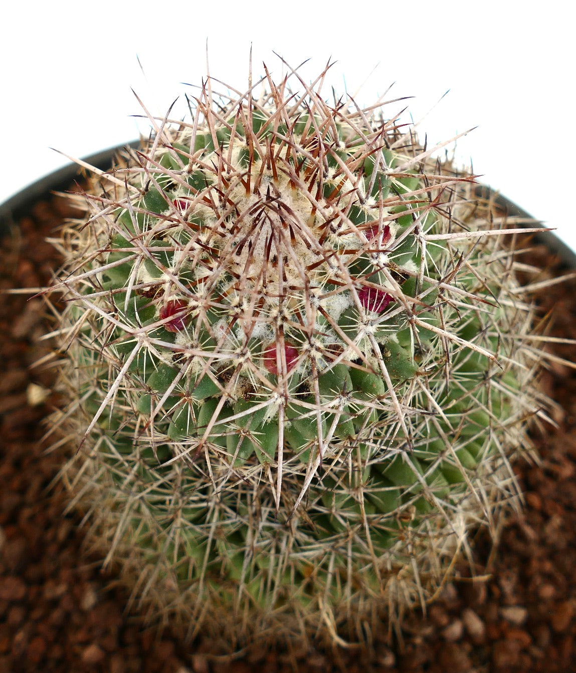 Mammillaria huajuapensis (Oaxaca, Mexico)