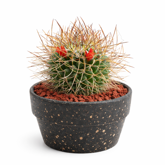 Mammillaria ingens pequeno cacto com espinhos longos e flores vermelhas em vaso salpicado